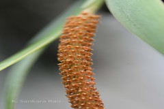 Oberonia chandrasekharanii